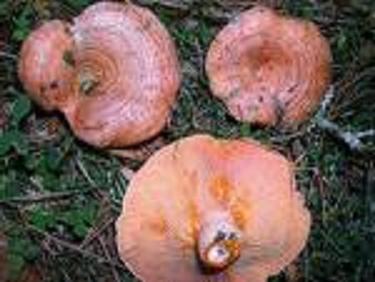 Rovellons